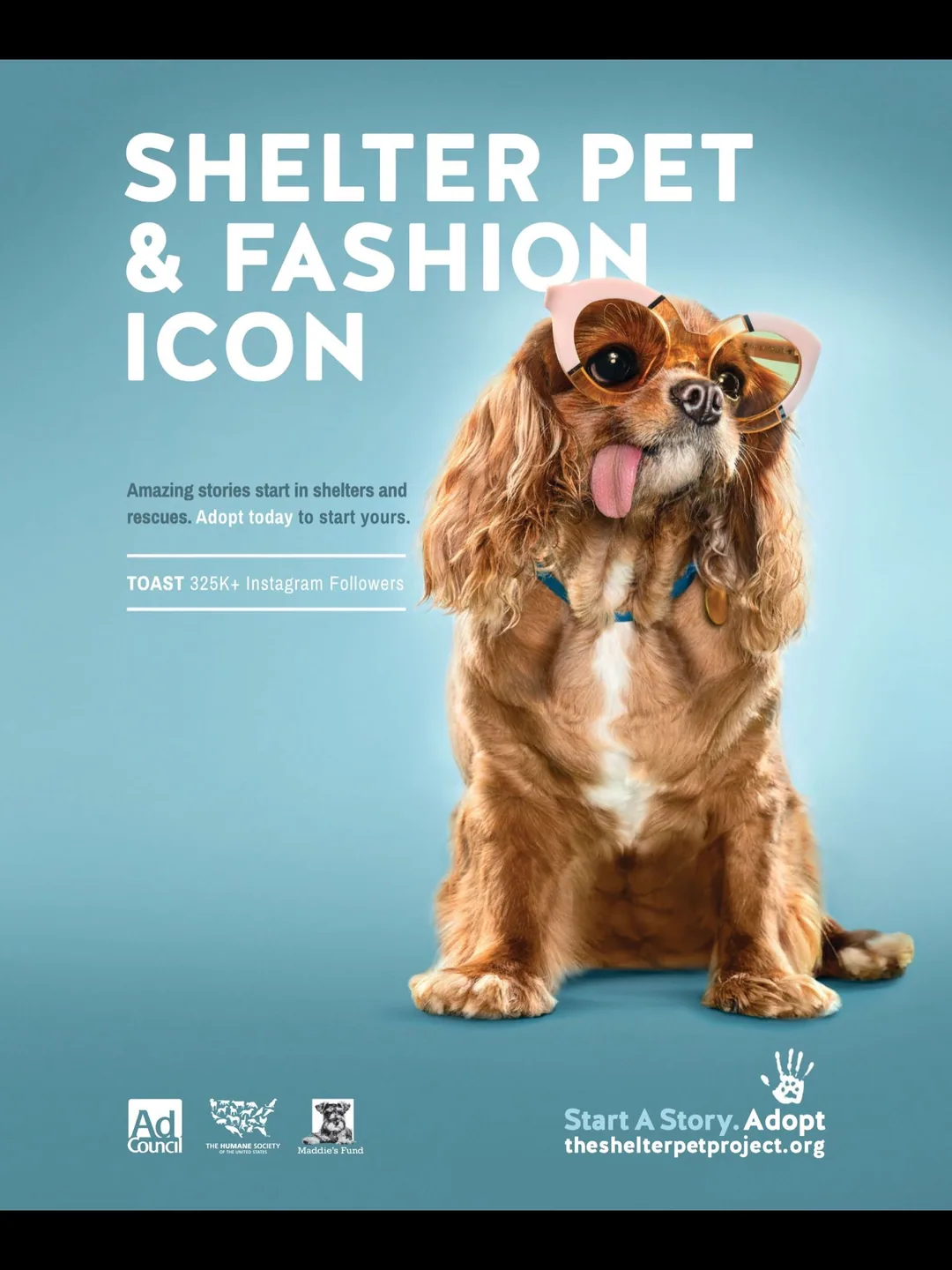 Bold headline pet hero on solid color